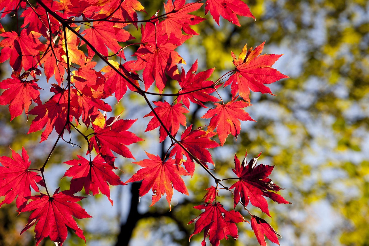 maple-leaves-2789234_1280