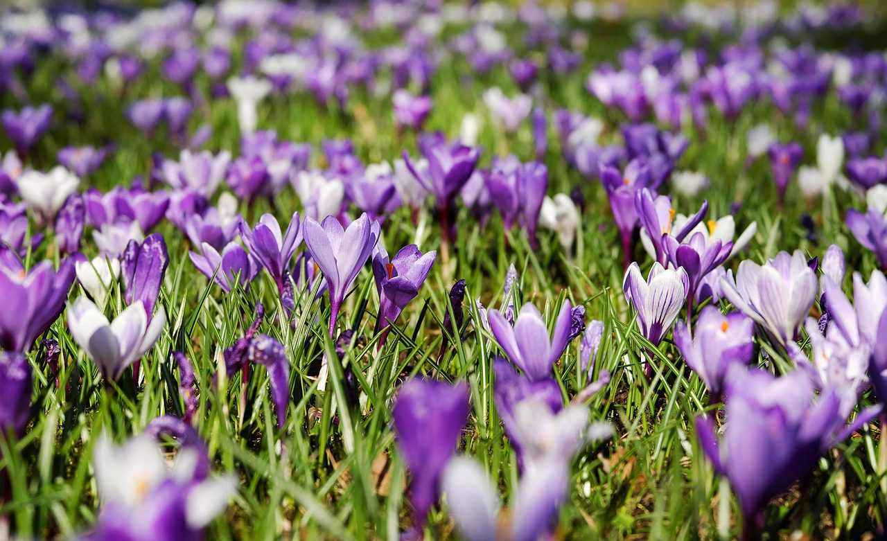 couleur-crocuses-3226433_1280